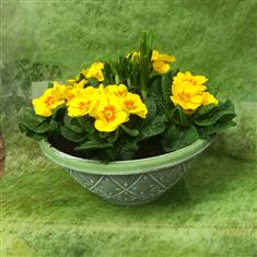 primrose planter
