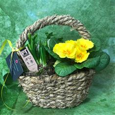 pretty planted basket